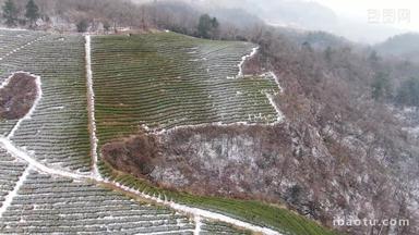 冬天茶叶种植茶园雪景航拍